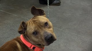 Photographer Helps Local Shelter Animals