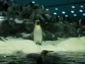 Loro Parque