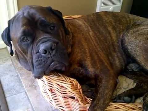 bullmastiff