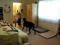 Great Dane vs Towel Monster Great Dane vs Towel Monster