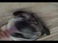Bulldog Inglés video