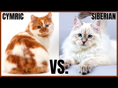 Cymric Cat VS. Siberian Cat