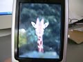 nokia-6133-rogers-wireless.html