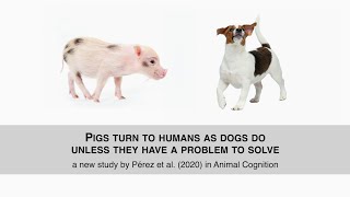 Pigs turn to humans as dogs do, unless they have a problem to solve - Pérez Fraga et al. (2020)