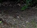 Sparrow feed CASIO EX-F1 x10 slow-motion