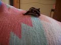 Baby Taz jumping Baby Taz jumping