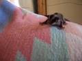 Baby Taz jumping