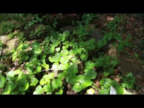 how to grow wasabi