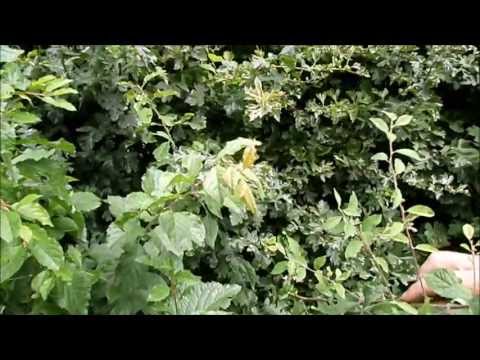 how to grow sloe bush