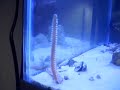 Bristle worm