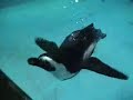 Zoo\ Zoo\