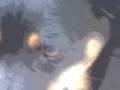 videos de Snickers Trubite--Goodbye.wmv