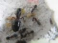 Camponotus ligniperda Queen and eating Camponotus ligniperda Queen and eating
