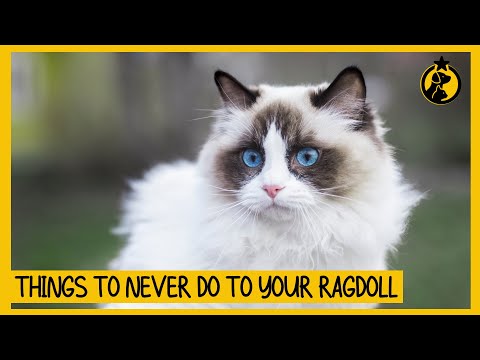 5 Things You Must Never Do to Your Ragdoll Cat