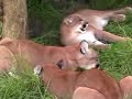 \"BONE NIGHT\" Lions Tigers! Big Cat TV \"BONE NIGHT\" Lions Tigers! Big Cat TV