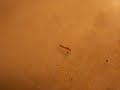 Inchworm
