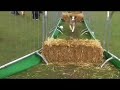 Dog Agility at All About Dogs