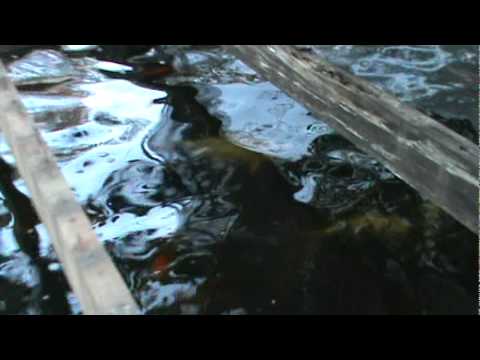 gint koi