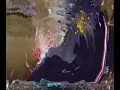 CABAL Online - Official Trailer