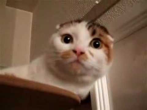 あまえんぼうのスコティッシュYoutube(ユーチューブ・ゆーちゅーぶ)・Dailymotion動画