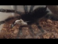 Click here to watch this video Tarantula demolishing a cricket high quality munching