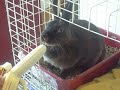 Bunny Loves Bananas Bunny Loves Bananas