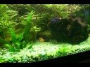 In The Aquariums