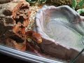 My Snake (flame) My Snake (flame)