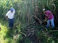 Conjunto Costamar de Paco Godinez - Cumbia cañera - Cumbia mexicana