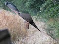 Looking for Roebuck in Northumberland