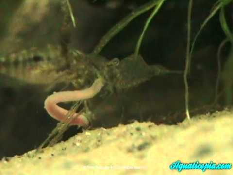 how to care ghost shrimp