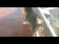 The Spoiled Pup Camarillo California