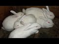 Our Animals. November 27th, 2009.wmv