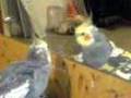 Cockatiel Addams Family and Peekaboo