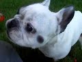 French Bully, Französische Bulldogge, Bonita