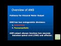 Autonomic Nervous System - Human Anatomy&Physiology Review (Examville.com)