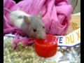 mimi-la-souris-boit-de-leau-dans-un-bouchon.html