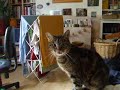The Very Smart cat The Very Smart cat