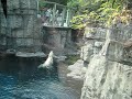 Central Park Zoo Polar Bear