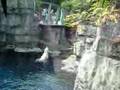 Central Park Zoo Polar Bear