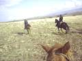 videos de Horse Back Riding in the Golan