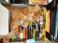 My Persian Cat