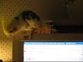 Token Dancing!