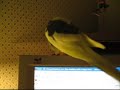 Token Dancing!