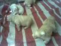 caminando mis bbs