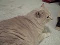 croaking asthmatic cat croaking asthmatic cat