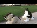 MtDew & Mighty Fursuit Frolic