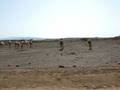 videos de Camel Stampede