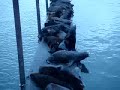 Astoria Sea Lions Astoria Sea Lions