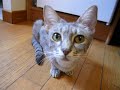 Ocicat + Certosino (chartreux) 2